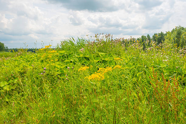 istock Path through wetland in sunlight in summer 547503438