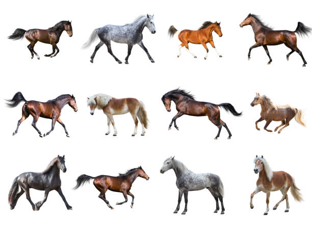 istock Horses collection isolated on the white background 547503454