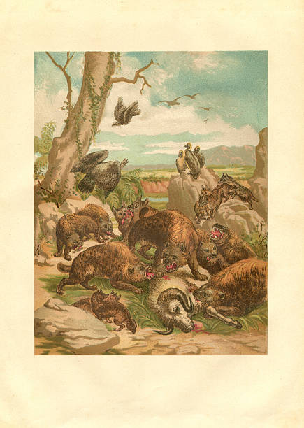 Steel engraving brown hyena ( Parahyaena brunnea, formerly Hyaena brunnea )