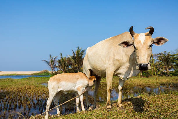istock Cow calf drinking milk from mother cow. 547504782