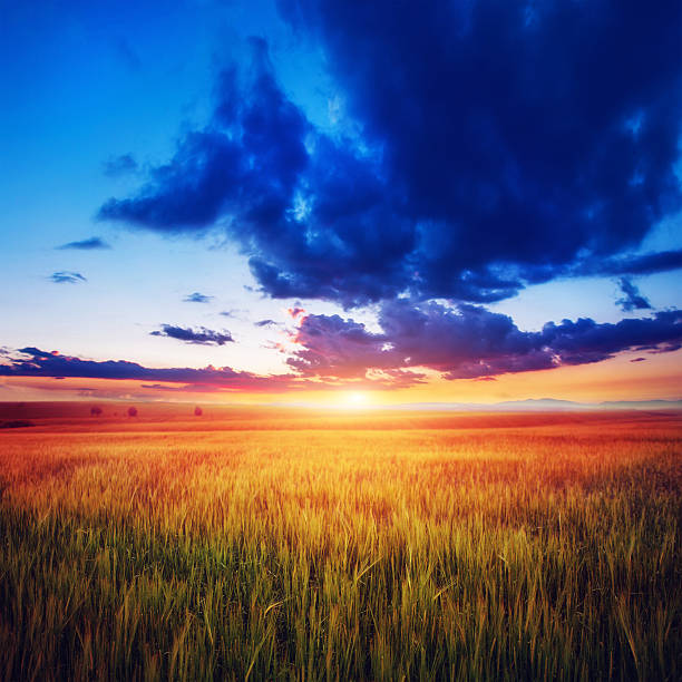 istock Colorful sunset over wheat field. 547505386