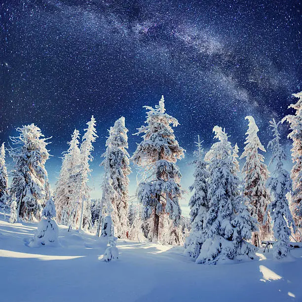 Photo of Dairy Star Trek in the winter woods. Carpathians, Ukraine,