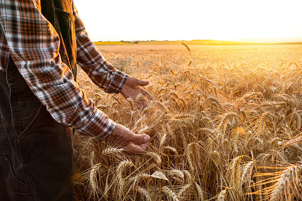 istock Mature farm worker examining wheat crops field 547508230