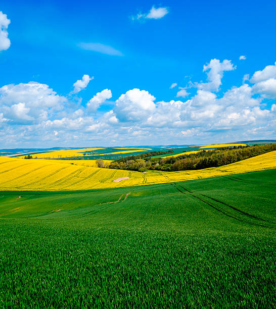 istock Wavy meadows spring landscape in South Moravia 547508344