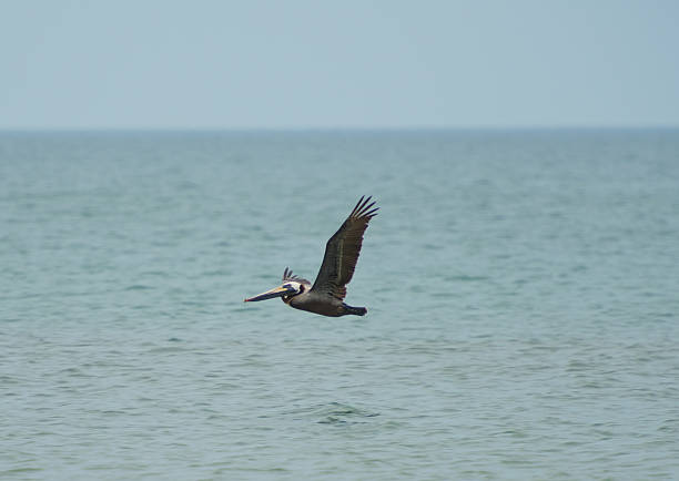 istock Pelican Flying over the Ocean 547508704