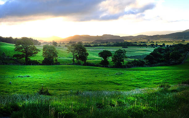 istock Dawn Across an English Meadow 547508762