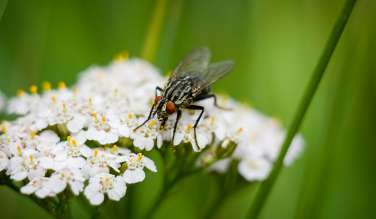 Fly sitting on a flower