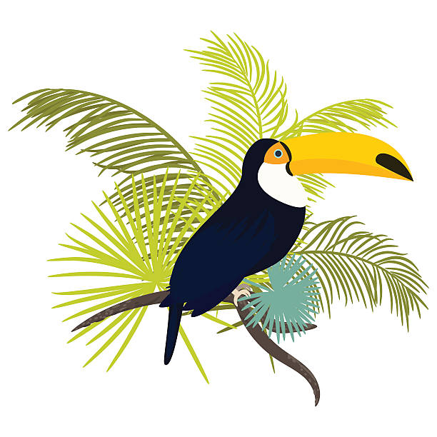 ilustrações de stock, clip art, desenhos animados e ícones de toucan bird vector illustration for tshirt apparel design. - tree single word green fruit