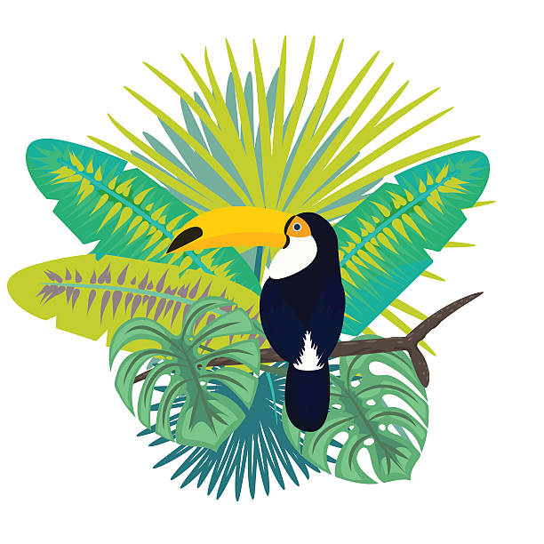 ilustrações de stock, clip art, desenhos animados e ícones de toucan bird vector illustration for tshirt apparel design. - tree single word green fruit