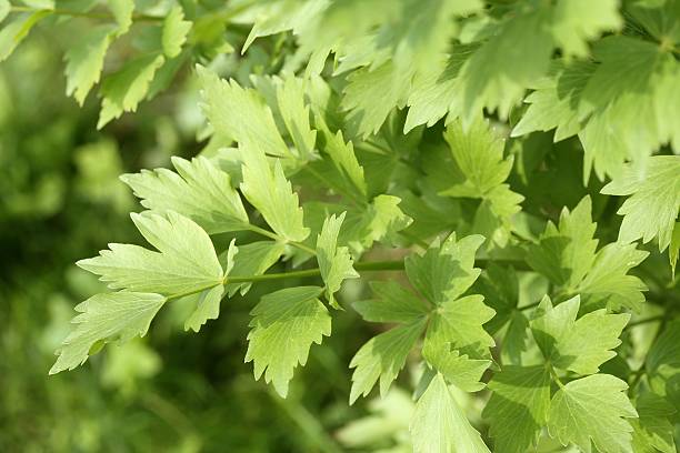 levistico. - levisticum officinale foto e immagini stock