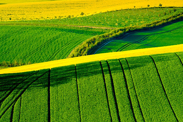 istock Wavy meadows spring landscape in South Moravia 547510162