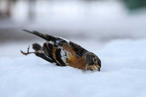 istock dead bird due to the harsh cold winter 547512596