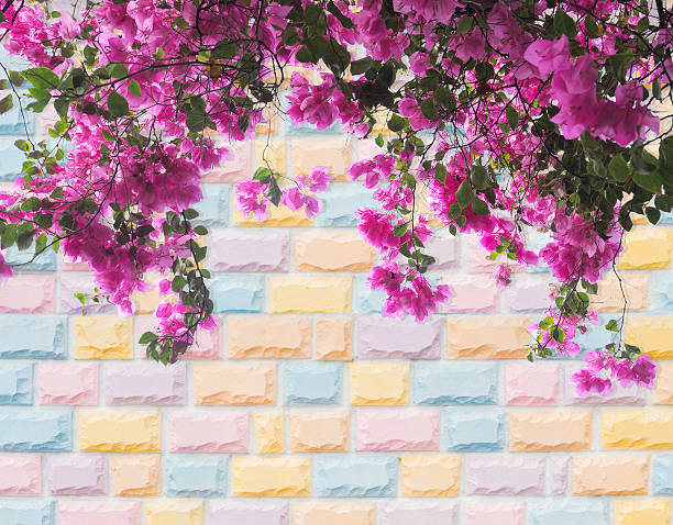 Pink Bougainvillea flower on colorful pastel brick wall background