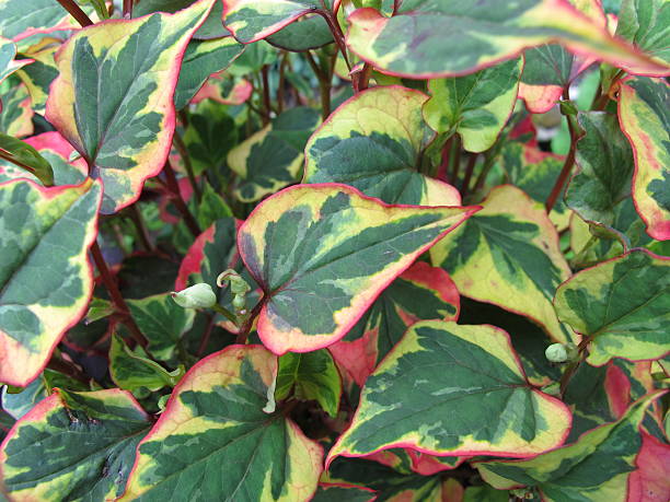 istock Chameleon plant, Houttuynia cordata 547514286