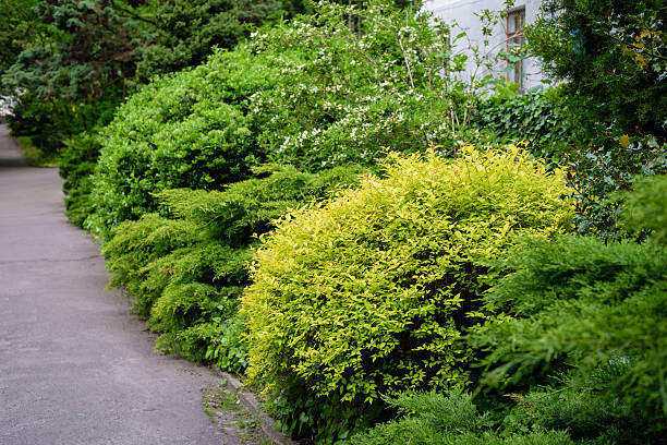 istock shrub fence in garden 547515462
