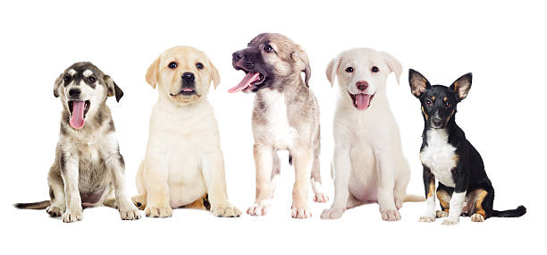 istock group of puppies 547515558