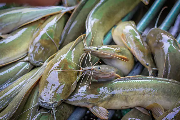 Hybrid Catfish, Claris gariepinus, Clarias macrocephalus in farm in Thailand