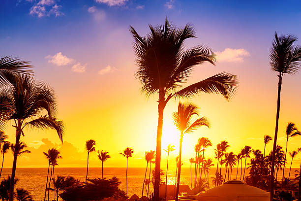 istock Coconut palm trees against colorful sunset 547516592
