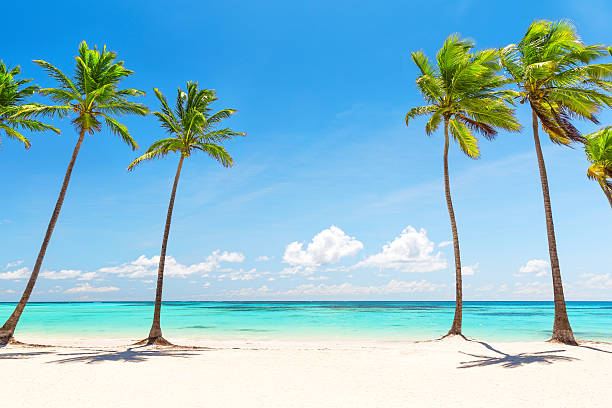 Coconut Palm trees on white sandy beach Coconut Palm trees on white sandy beach in Punta Cana, Dominican Republic waters edge photos stock pictures, royalty-free photos & images