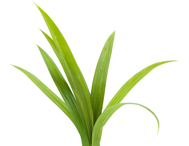 istock closeup green fresh pandan leaves 547516770