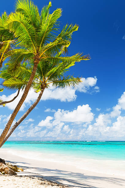 Coconut Palm trees on white sandy beach stock photo