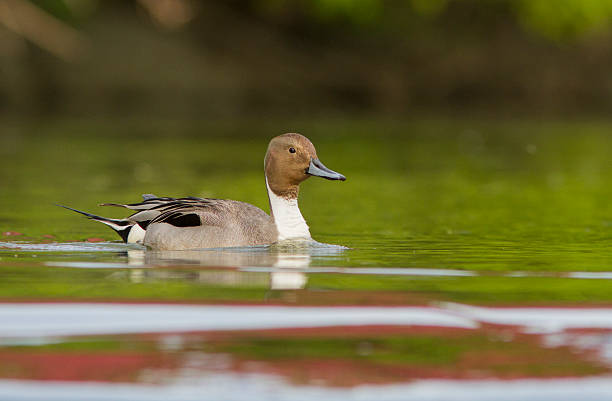 istock Northern Pintail drake 547517474