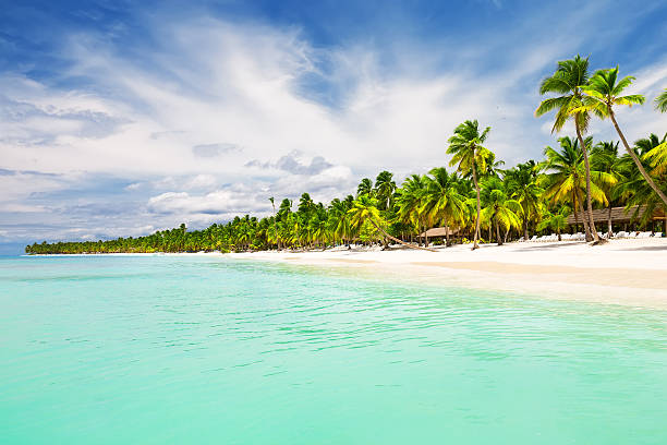 árvores de palma de coco na praia de areia branca - horizon over water white green blue imagens e fotografias de stock