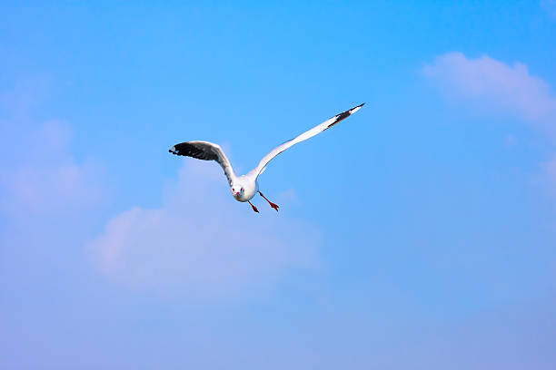 空を飛ぶ鳥。 - action alertness animal bird ストックフォトと画像