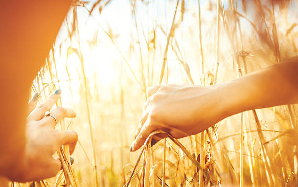 istock woman's hands in golden wheat field 547519270