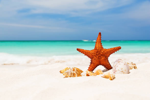 Starfish on the white sandy beach Starfish on the white sandy beach, Copy space for your text shell starfish orange sea stock pictures, royalty-free photos & images