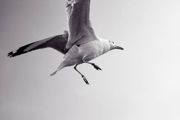 oiseau humide volant dans le ciel. - action alertness animal bird photos et images de collection