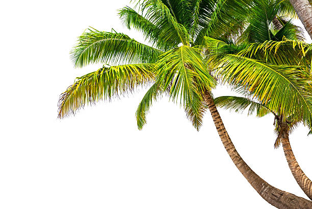 Coconut palm trees isolated on a white background