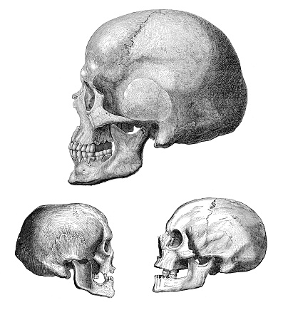 Steel engraving different skulls UP : Skull of Grenelle