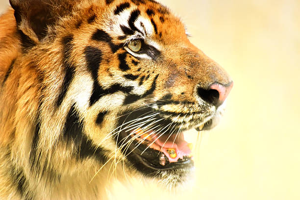 злая лицо королевский бе�нгальский тигр, пантера tigris, индия - tiger animal endangered species human face стоковые фото и изображения