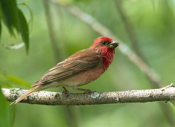 istock Common Rosefinch on the branch 547521376