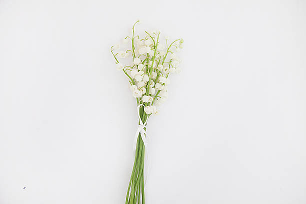 istock Lily of the valley on white background. 547522296