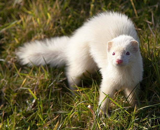 istock picture of a ferret 547522344