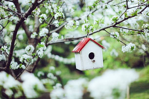 istock Cherry tree in the garden 547522558