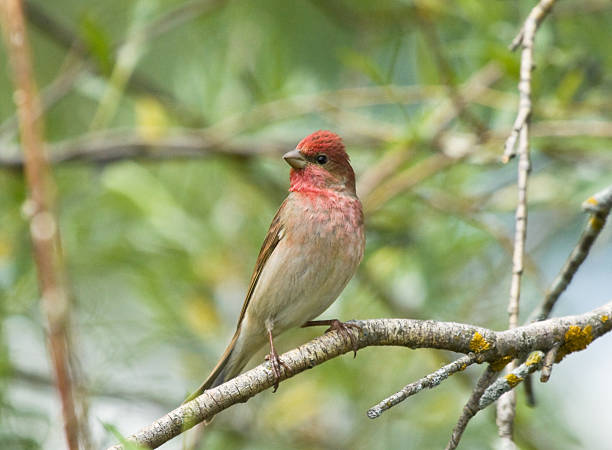 istock Common Rosefinch on the branch 547522672