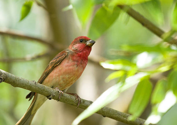 istock Common Rosefinch on the branch 547522710