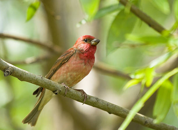istock Common Rosefinch on the branch 547522728