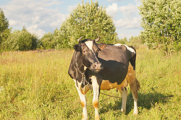 istock Black and white cows in a grassy field 547523130