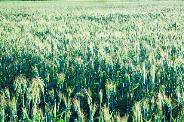 畑に緑小麦。 - barley wheat grass green ストックフォトと画像