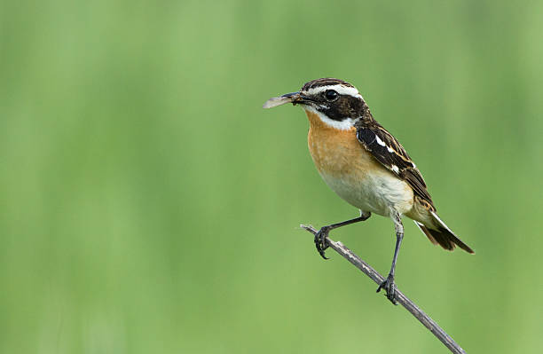 istock Whinchat on the branch 547523312