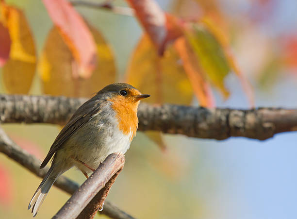 istock European Robin on autumn branch 547523912