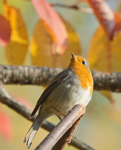 istock European Robin on autumn branch 547523938
