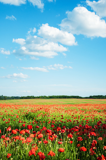 meadow with beautiful bright red poppy flowers in spring
