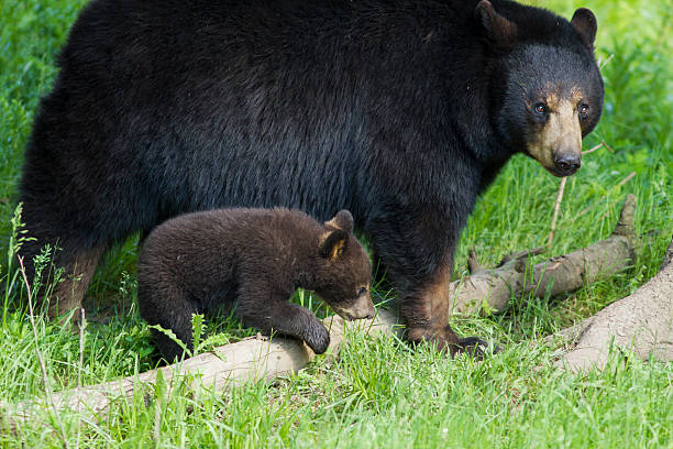 istock Black bear female and cubs 547526112