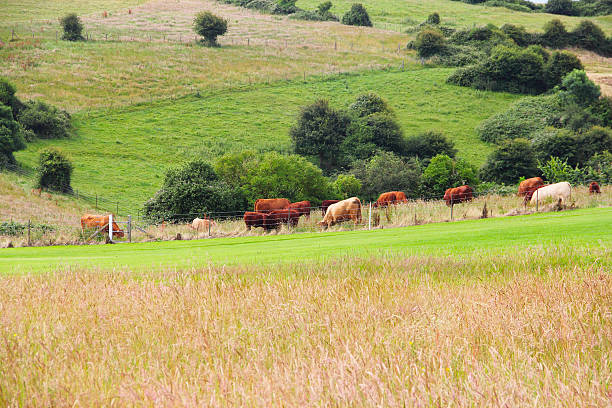 istock Cattle Grazing on Farmland 547526230