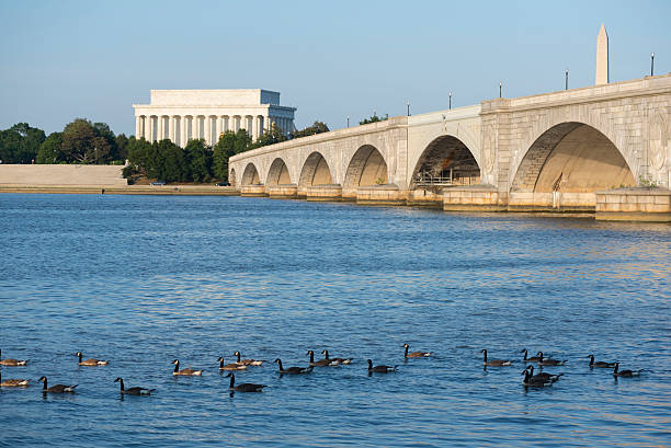 Potomac River and Lincoln Memorial in Washington DC Canadian geese float on the Potomac River in Washington DC. Behind them are the Arlington Memorial Bridge and Lincoln Memorial. arlington memorial bridge photos stock pictures, royalty-free photos & images